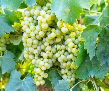 Terroir Saint-Denis d'Oléron