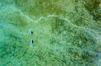 Kayak de mer et marais