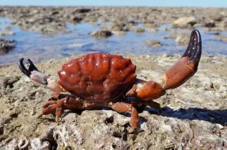 Découverte de la Biodiversité de l'estran rocheux à la pointe de Chassiron