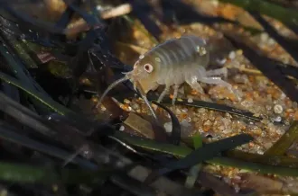 Curieuse laisses de mer