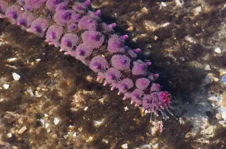 Découverte de la Biodiversité de l'estran rocheux à la pointe de Chassiron