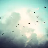 Des oiseaux par milliers !