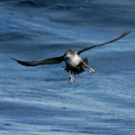 Puffin des Baléares