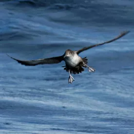Puffin des Baléares