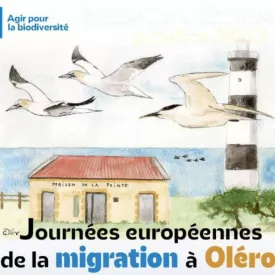 Exposition d'aquarelles de Lucas Brisson - Semaine de la Migration de la LPO_Saint-Denis-d'Oléron