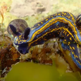 Découverte des nudibranches des pertuis