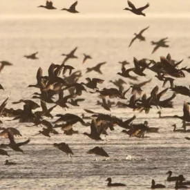 "La migration en images" : Projection par la Ligue de Protection des Oiseaux_Saint-Denis-d'Oléron