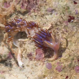 Découverte des nudibranches des pertuis !