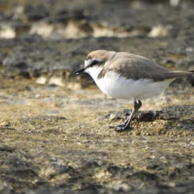 Balade ornithologique_Saint-Denis-d'Oléron