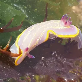 Le monde des nudibranches à Chassiron