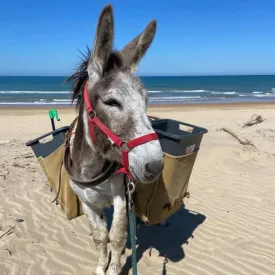 Ramassage des déchets sur plage_Saint-Georges-d'Oléron