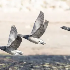 Points d'observation des oiseaux - Semaine de la Migration avec la LPO_Saint-Denis-d'Oléron