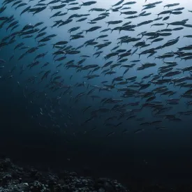 SOUS LA SURFACE - Photographies sous-marine_Saint-Denis-d'Oléron