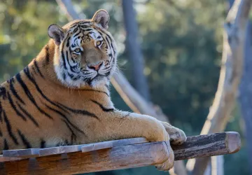 Tigre de l'Amour