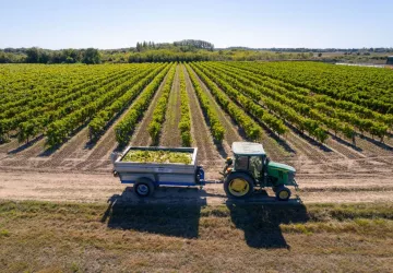 Fête des Vendanges et du Terroir_Saint-Denis-d'Oléron