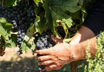 Fête des Vendanges et du Terroir_Saint-Denis-d'Oléron