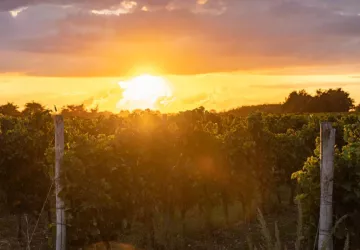 Fête des Vendanges et du Terroir_Saint-Denis-d'Oléron