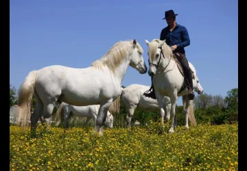 La Manade promenade à cheval